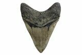 Fossil Megalodon Tooth - North Carolina #378075-2